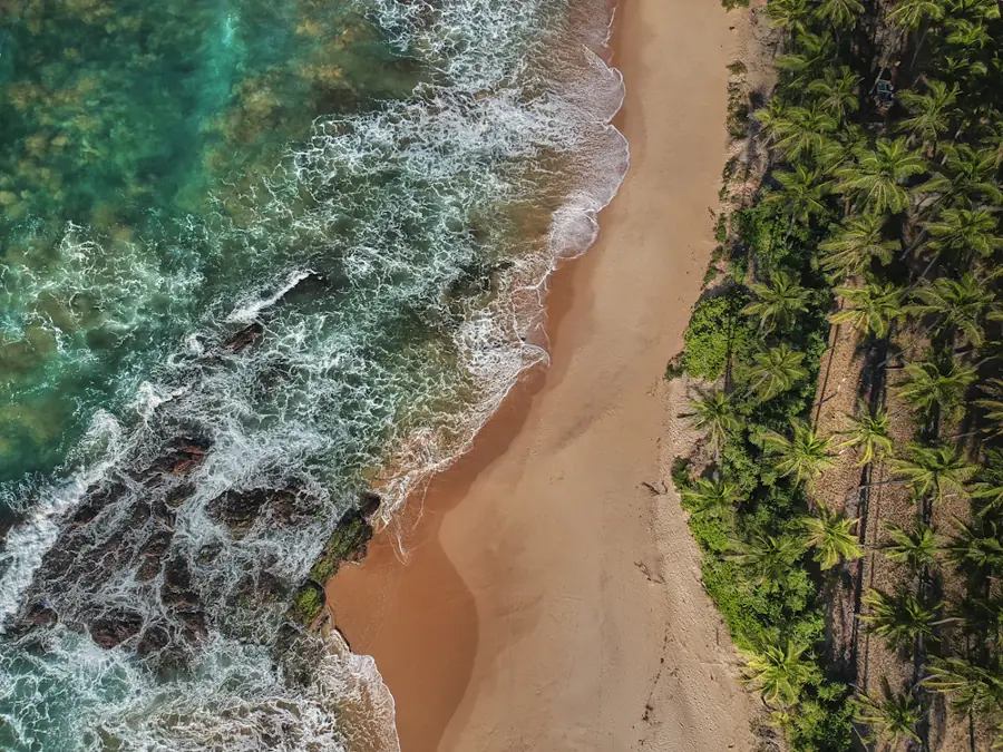 Palm trees beside the Sri Lankan coast